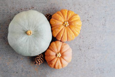 Gri arkaplan üzerinde renkli sonbahar balkabakları kopyalama alanı.