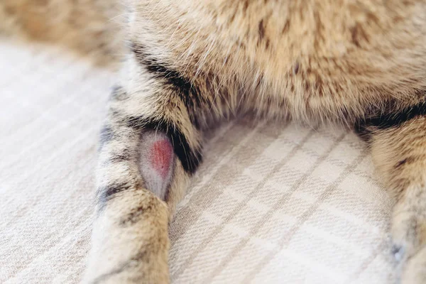 Tabby cat has shaved hair on his front leg after fluid therapy for general anesthesia. Intravenous fluid therapy. Veterinary Surgery. Sterilization. Care of animals.