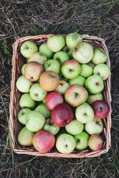 Elma hasat mevsimi, sepetteki taze koparılmış organik elmalar, yukarıdan, yeşil çimen arka plan. Çiftlik meyvesi.