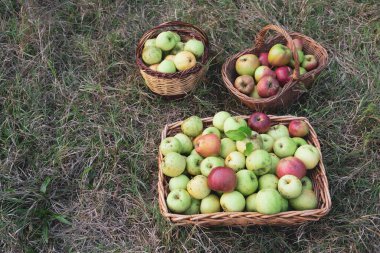 Sepetlerde taze toplanmış organik elmalar..