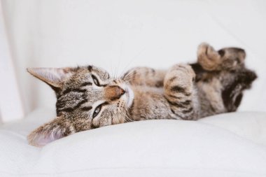 Tatlı, komik, uyuyan kedi yavrusu. Genç Avrupa Shorthair kedisi beyaz arka planda yatıyor. Mesaj için yer var. Uskumru tekir ceket rengi.