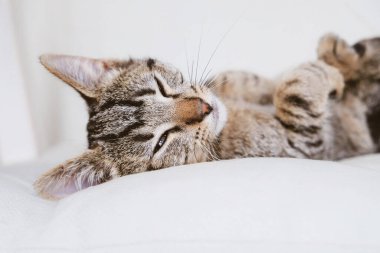 Tatlı, komik, uyuyan kedi yavrusu. Genç Avrupa Shorthair kedisi beyaz arka planda yatıyor. Mesaj için yer var. Uskumru tekir ceket rengi.