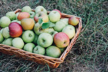 Elma hasat mevsimi, sepetteki taze koparılmış organik elmalar, yukarıdan, yeşil çimen arka plan. Çiftlik meyvesi.