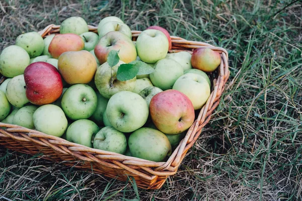 Elma hasat mevsimi, sepetteki taze koparılmış organik elmalar, yukarıdan, yeşil çimen arka plan. Çiftlik meyvesi.