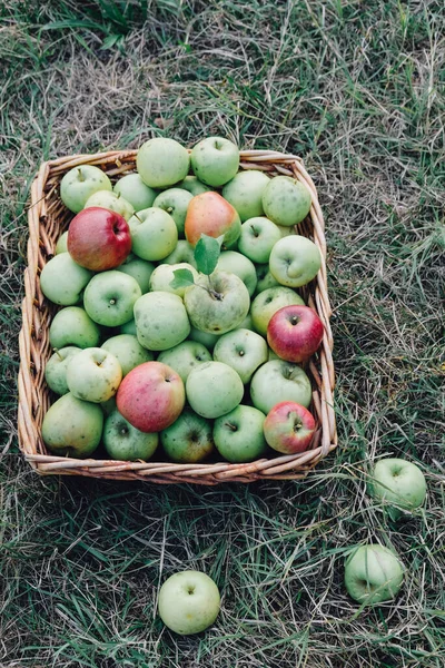 Elma hasat mevsimi, sepetteki taze koparılmış organik elmalar, yukarıdan, yeşil çimen arka plan. Çiftlik meyvesi.