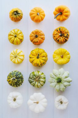 Beyaz arka planda renkli balkabakları, üst manzara, düz yatış. Arka planda kal. Cadılar Bayramı ya da Şükran Günü.