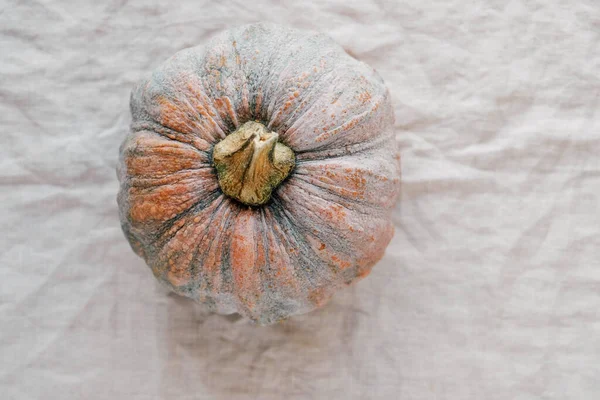 Beyaz masa örtüsünde güzel bir balkabağı, üst manzara. Kopyala. Sonbahar hasadı, organik sebzeler.