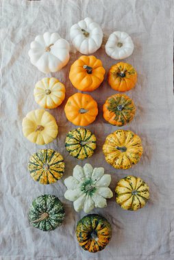 Beyaz arka planda renkli balkabakları, üst manzara, düz yatış. Arka planda kal. Cadılar Bayramı ya da Şükran Günü.