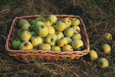 Elma hasat mevsimi, sepetteki taze koparılmış organik elmalar, yukarıdan, yeşil çimen arka plan. Çiftlik meyvesi.