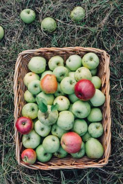 Elma hasat mevsimi, sepetteki taze koparılmış organik elmalar, yukarıdan, yeşil çimen arka plan. Çiftlik meyvesi.