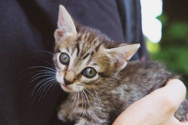 Gri tekir kedicik erkek ellerinde, yaklaş. Uzayı kopyala Bir aylık kedi. Evlat edinme kavramı.