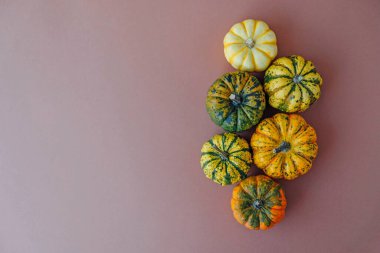 Açık kahverengi arka planda renkli balkabakları, üst manzara, düz yatış. Arka planda kal. Uzayı kopyala Cadılar Bayramı ya da Şükran Günü.