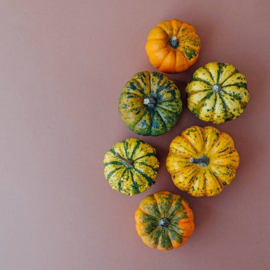 Açık kahverengi arka planda renkli balkabakları, üst manzara, düz yatış. Arka planda kal. Uzayı kopyala Cadılar Bayramı ya da Şükran Günü.