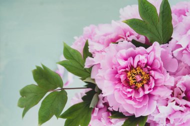 Nane yeşili arka planda çiçek açmış güzel pembe şakayık çiçekleri, yakın plan. Bir avuç çiçek açan şakayık..