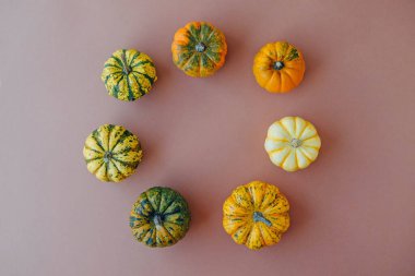 Açık kahverengi arka planda renkli balkabakları, üst manzara, düz yatış. Arka planda kal. Uzayı kopyala Cadılar Bayramı ya da Şükran Günü.