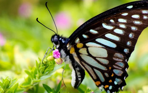 Wirupakszy Limniace Lub Błękitny Motyl Tiger — Zdjęcie stockowe