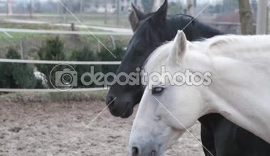 İki aygır saman bir çit yeme. Bir beyaz ve bir siyah at birlikte yemek.