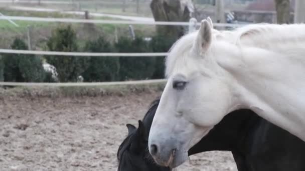 Two Stallions Eating Hay Fence White Black Horse Eating Together — Stock Video