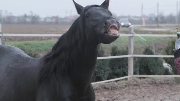 Garanhão Negro Sorrir Plena Campanga Cavalo Cor Preta Que Sorri — Vídeo de Stock