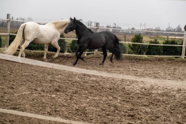 İki at, bir beyaz ve bir siyah, oynarken, yemek ve birlikte eğlenmek. Farklı renklerde vahşi atlar.