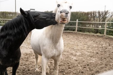 İki at, bir beyaz ve bir siyah, oynarken, yemek ve birlikte eğlenmek. Farklı renklerde vahşi atlar.