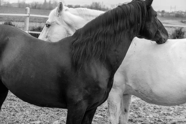 Two horses, one white and one black, playing, eating and having fun together. Horses of different colors in the wild.