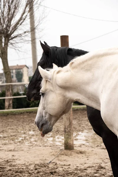 Две Лошади Одна Белая Одна Черная Играют Едят Веселятся Вместе — стоковое фото