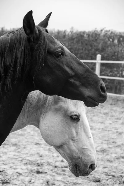 Две Лошади Одна Белая Одна Черная Играют Едят Веселятся Вместе — стоковое фото