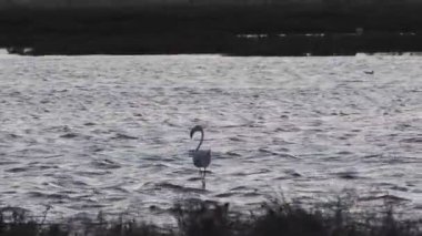 Birkaç pembe flamingolar yeme ve bir çelik endüstrisi yakınında Cagliari bir tuzlu yürüme