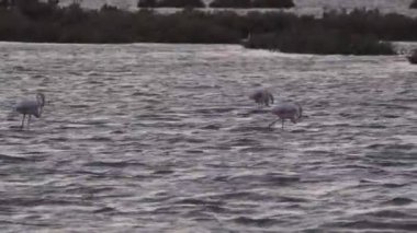 Birkaç pembe flamingolar yeme ve bir çelik endüstrisi yakınında Cagliari bir tuzlu yürüme