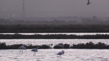 Birkaç pembe flamingolar yeme ve bir çelik endüstrisi yakınında Cagliari bir tuzlu yürüme
