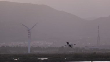 Birkaç pembe flamingolar yeme ve bir çelik endüstrisi yakınında Cagliari bir tuzlu yürüme