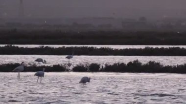 Birkaç pembe flamingolar yeme ve bir çelik endüstrisi yakınında Cagliari bir tuzlu yürüme