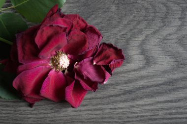 Bir mesajı alan ile yaprakları kaybetmek solmuş bir gül yakın çekim