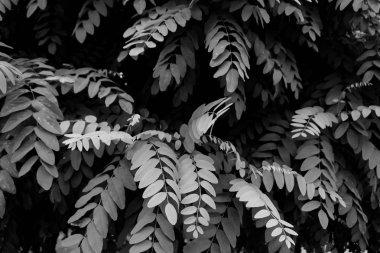 Arka plan siyah ve beyaz resim kompozit gösterilen bir ağaç yapraklar