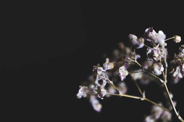 Makroaufnahme Von Getrockneten Lila Blüten Mit Dunklem Hintergrund Starker Tiefenschärfe — Stockfoto