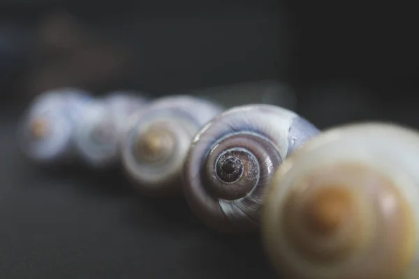 Macro Picture Set Snail Shells Strong Shallow Depth Field — Stock Photo, Image