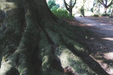 Büyük bir yol yanında gösterilen bir ağaç köklerinin Vintage resmi
