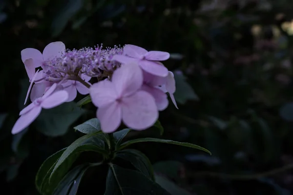 Nacht Foto Van Lichtpaarse Bloemen Een Donkere Achtergrond Met Behulp — Stockfoto