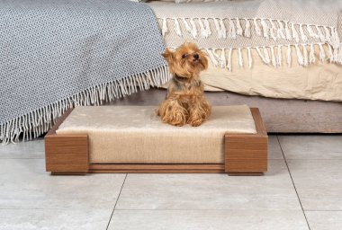 Küçük köpek Divan iç