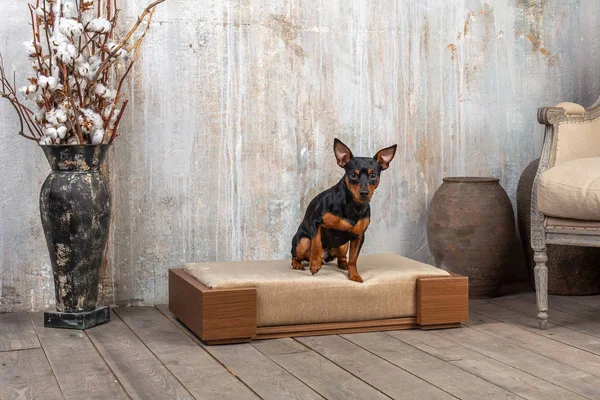 インテリアのソファの上の小さな犬 — ストック写真