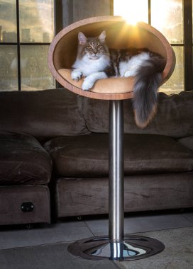 Güzel kedi vintage iç