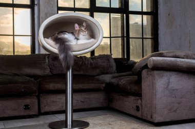 Güzel kedi vintage iç