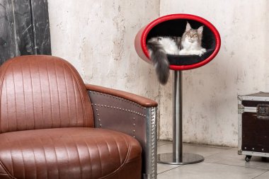 Güzel kedi vintage iç