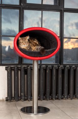 Güzel kedi vintage iç