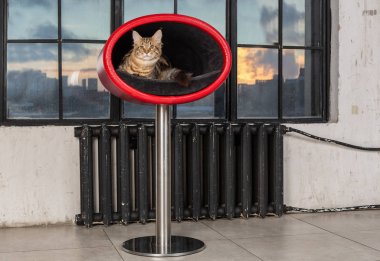 Güzel kedi vintage iç