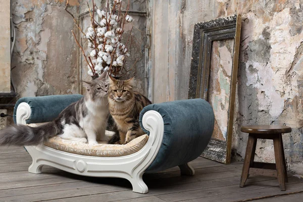 ビンテージ インテリアのソファに つの素敵な猫 — ストック写真