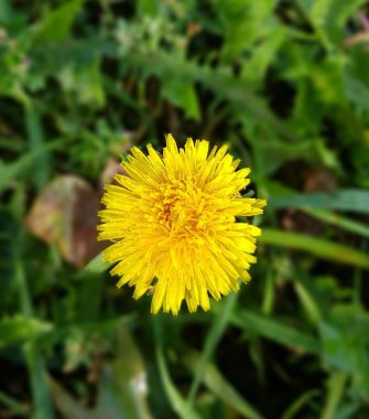   Karahindiba cam, flofer içinde