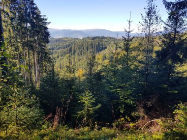 iğne yapraklı orman ve dağ