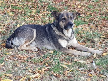 Köpek ve cur sokakta